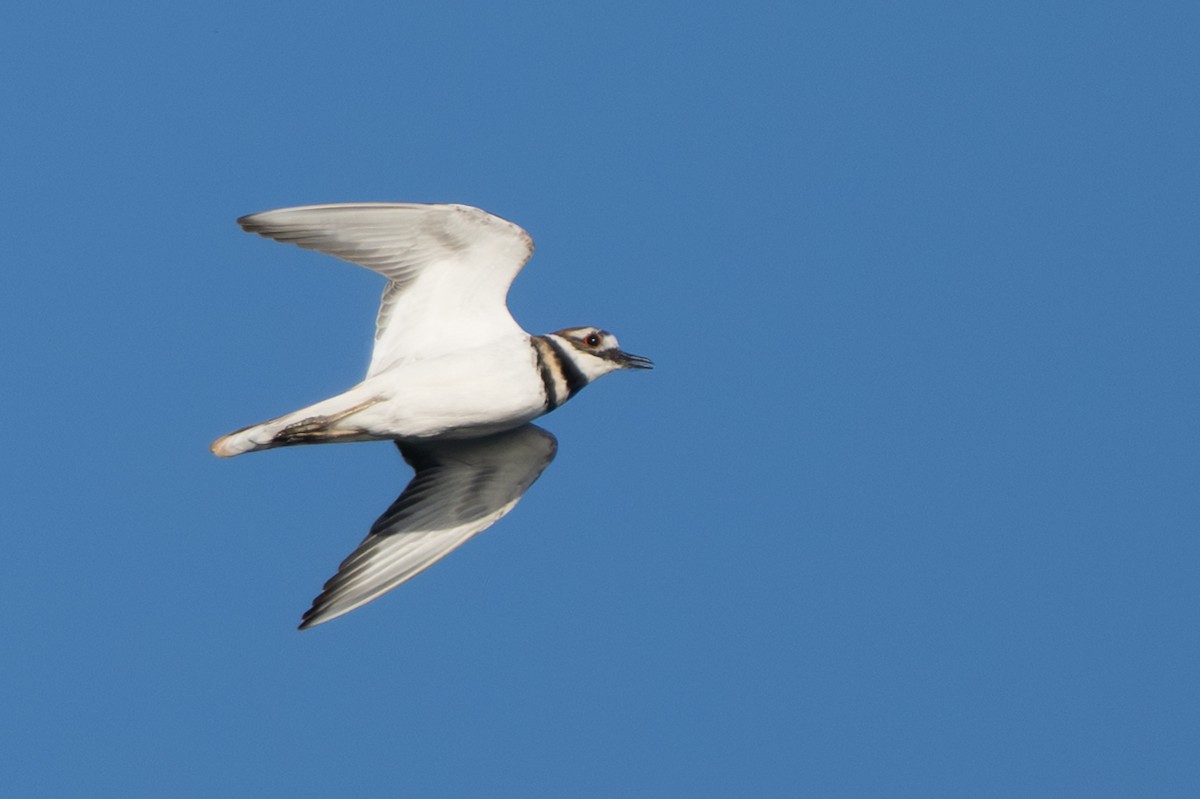 Killdeer - ML642719870