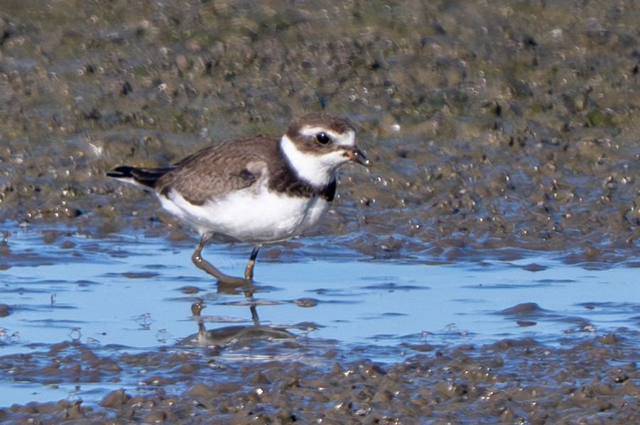 Semipalmated Plover - ML642719874
