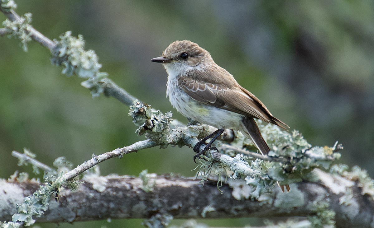 Vermilion Flycatcher - ML642719898