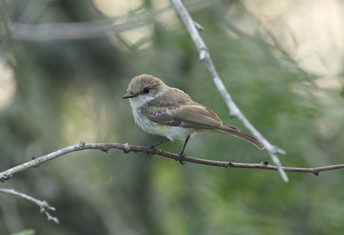 Vermilion Flycatcher - ML642719899