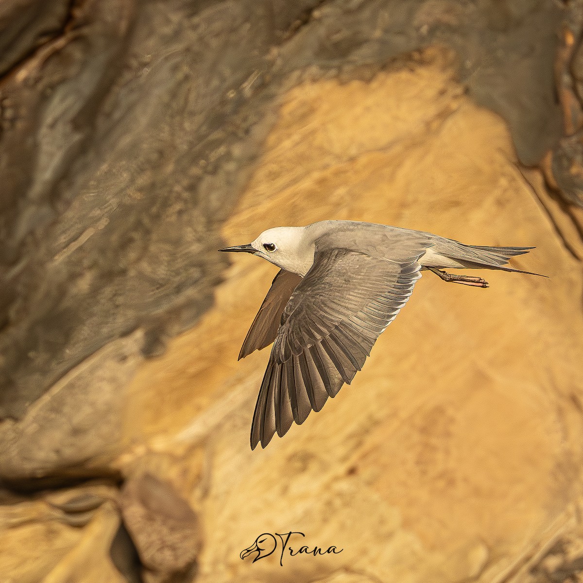 Gray Noddy - ML642719901