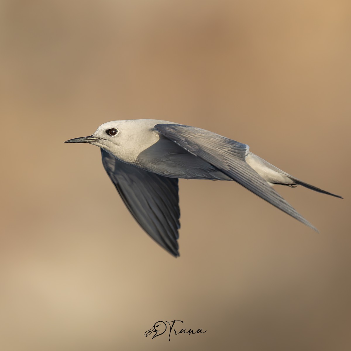 Gray Noddy - ML642719903