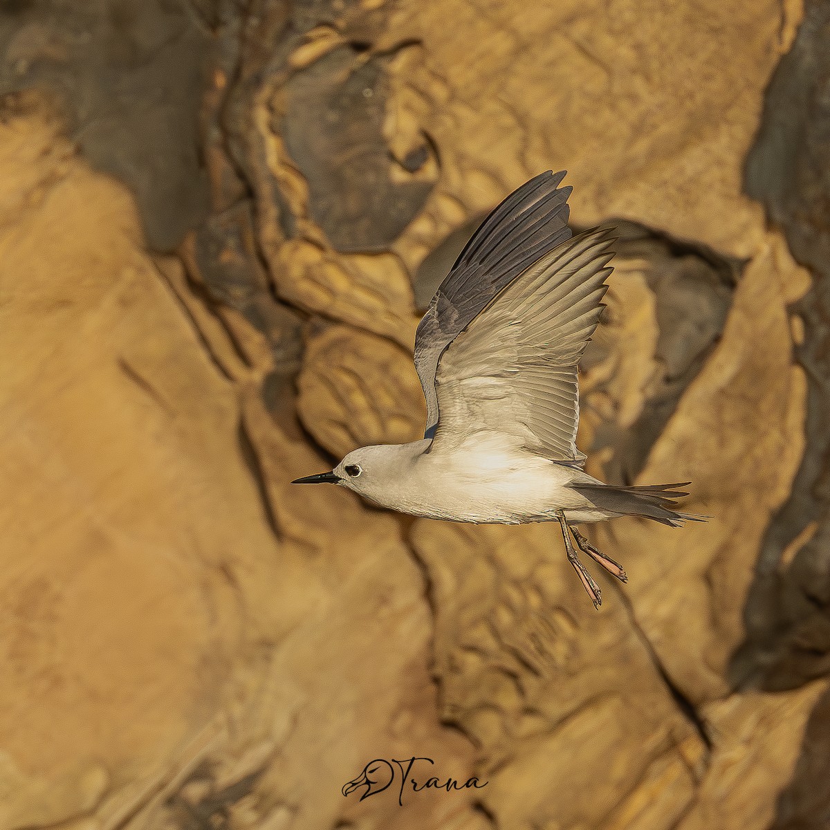 Gray Noddy - ML642719904