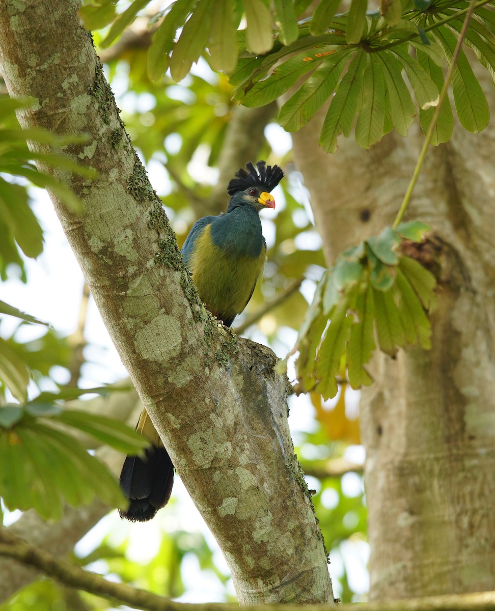 Great Blue Turaco - ML642719957