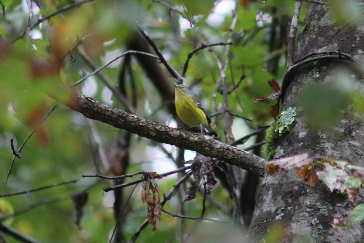 Magnolia Warbler - ML642719964