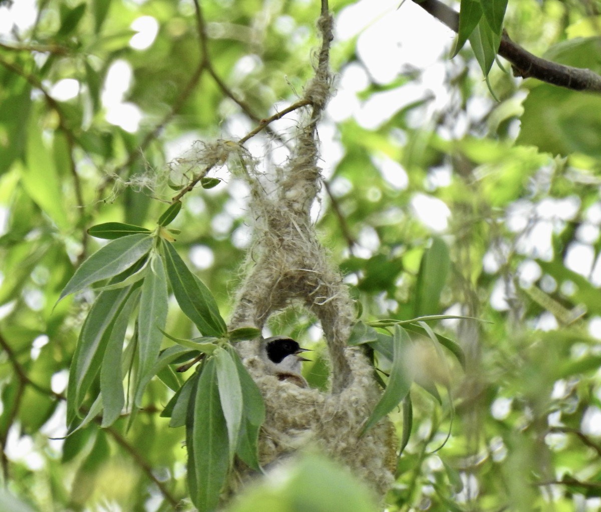 Eurasian Penduline-Tit - ML642719991