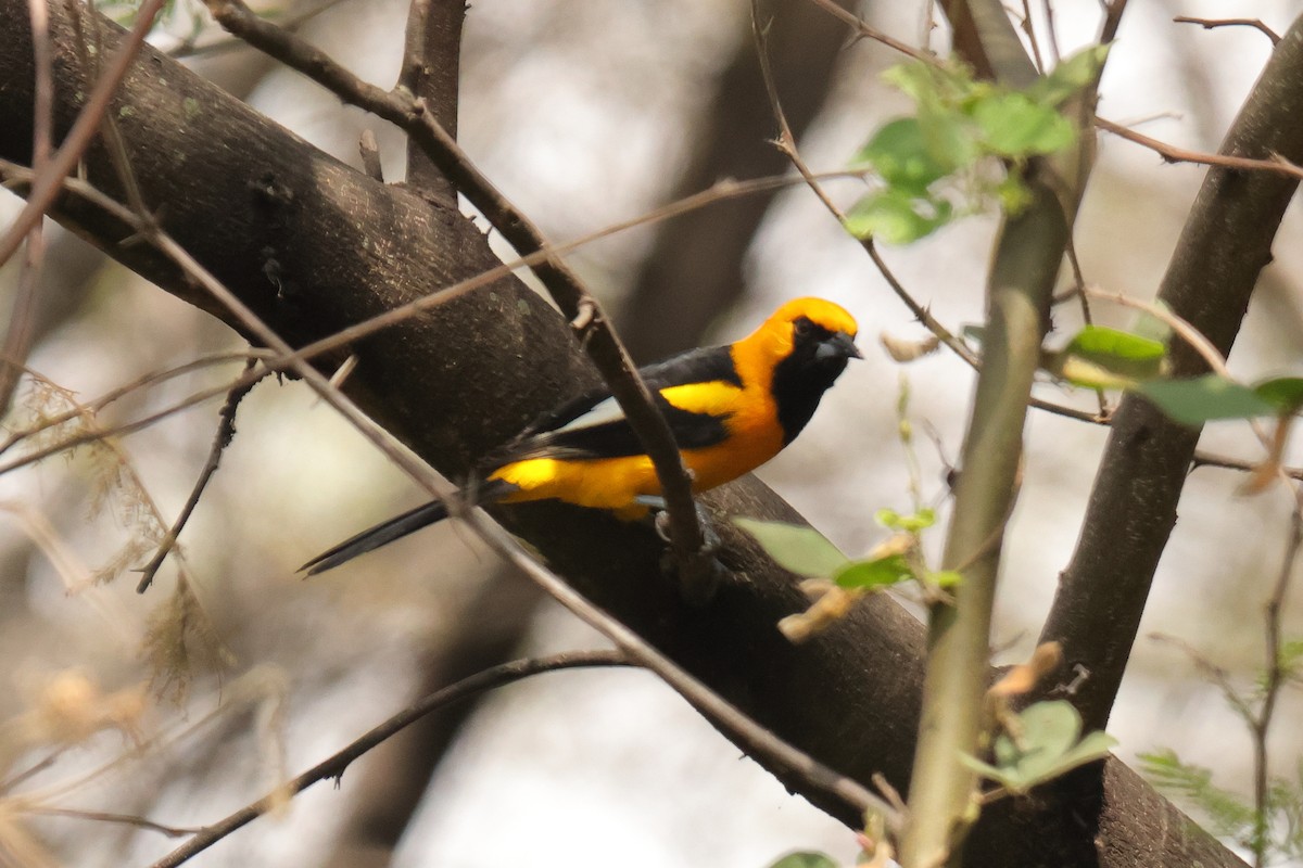 White-edged Oriole - ML642720001