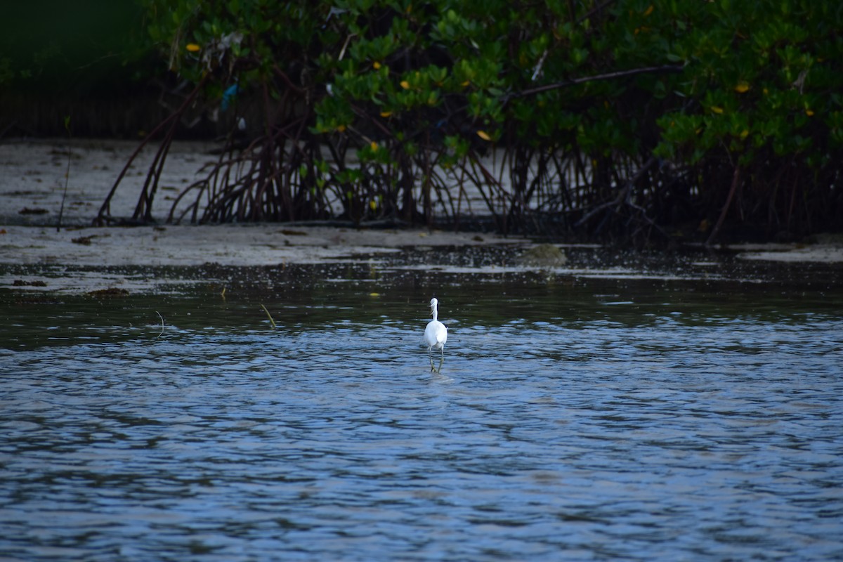 Chinese Egret - ML642720008