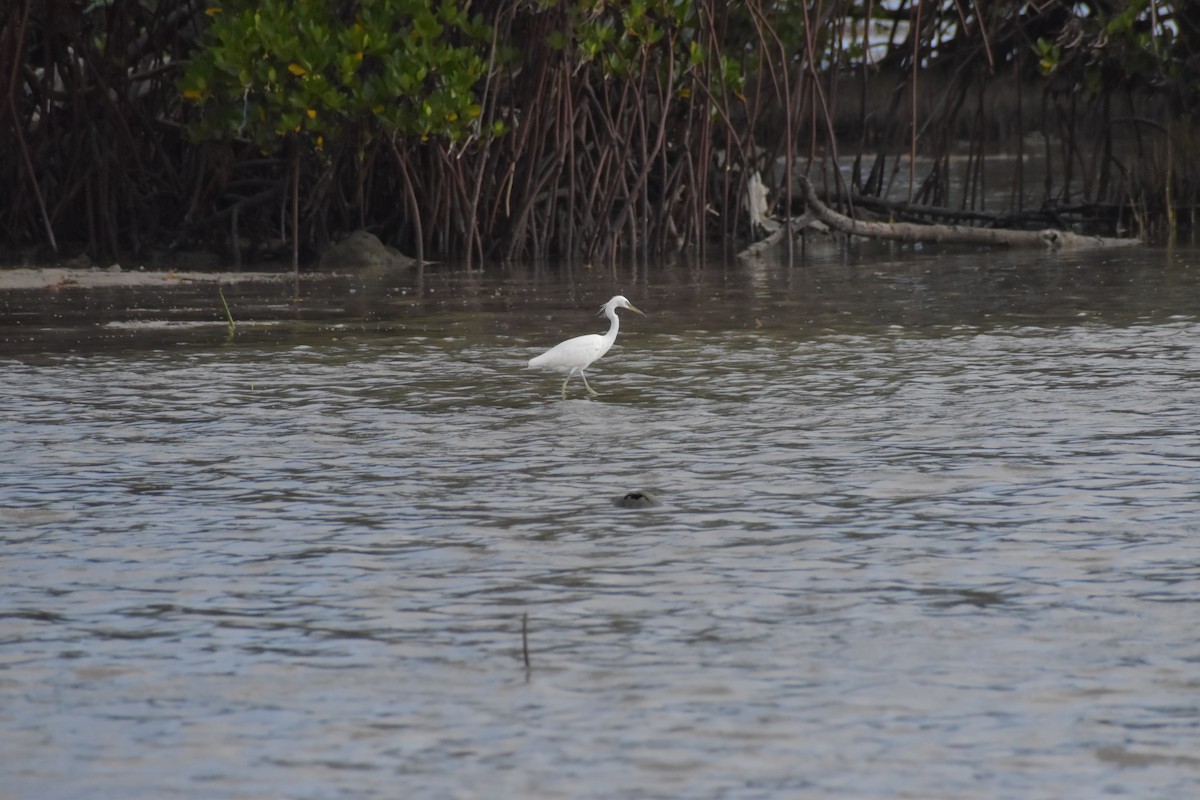 Chinese Egret - ML642720009
