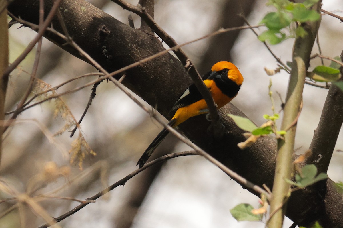 White-edged Oriole - ML642720027