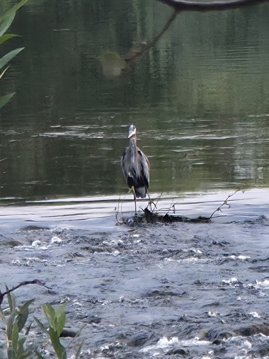 Great Blue Heron - ML642720032