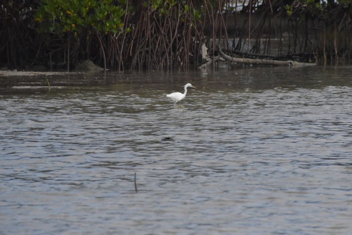 Chinese Egret - ML642720033