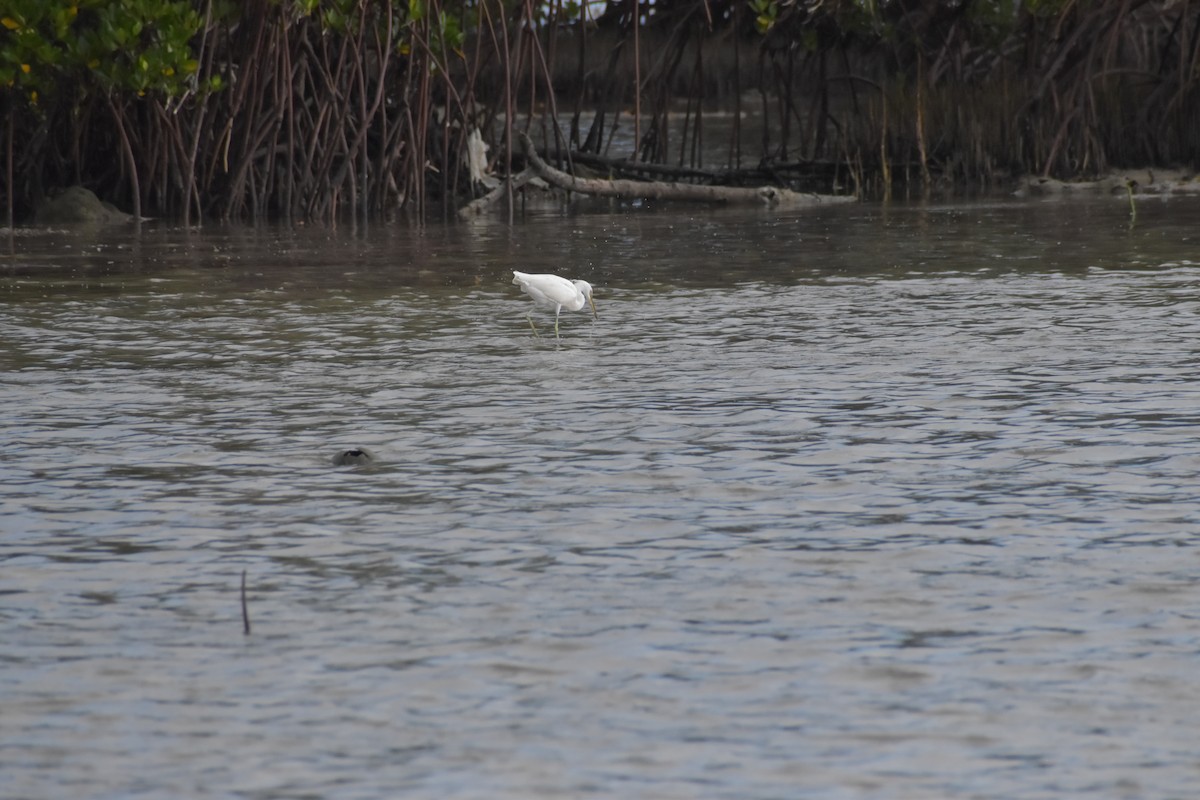 Chinese Egret - ML642720034
