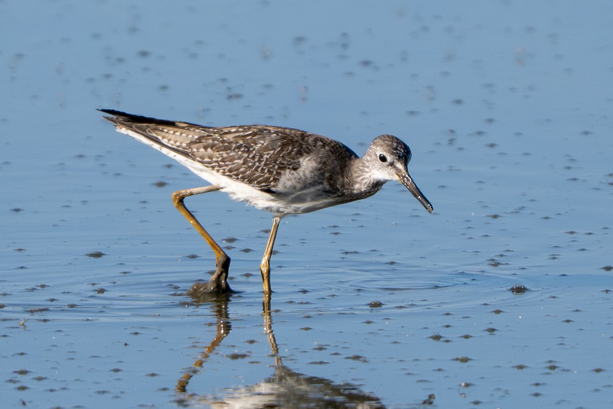 Lesser Yellowlegs - ML642720035