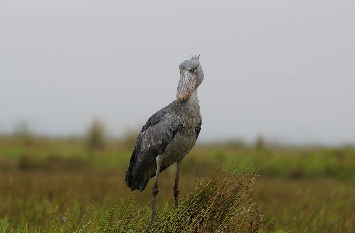 Shoebill - ML642720042