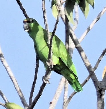 Festive Amazon (Southern) - ML642720047