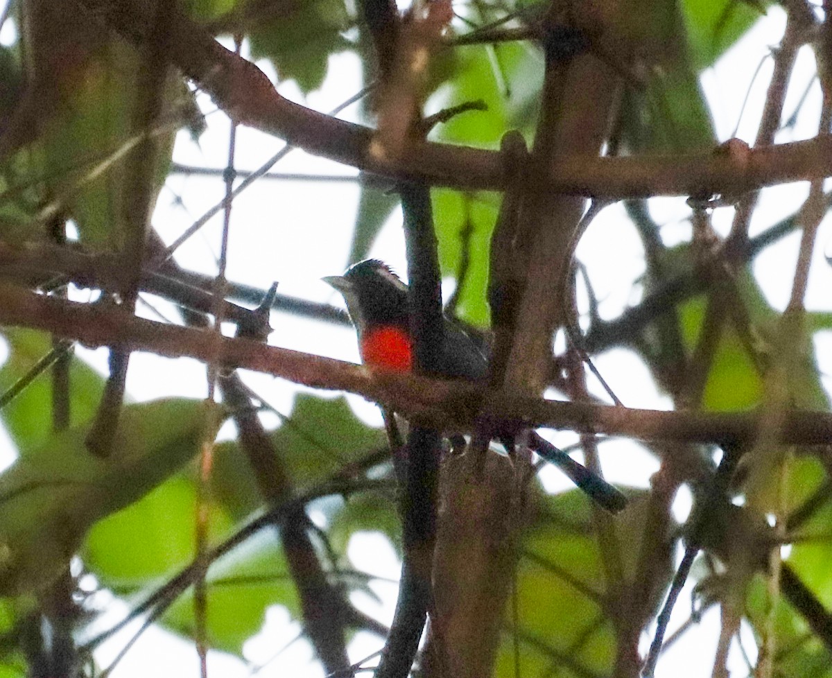 Rose-breasted Chat - ML642720048