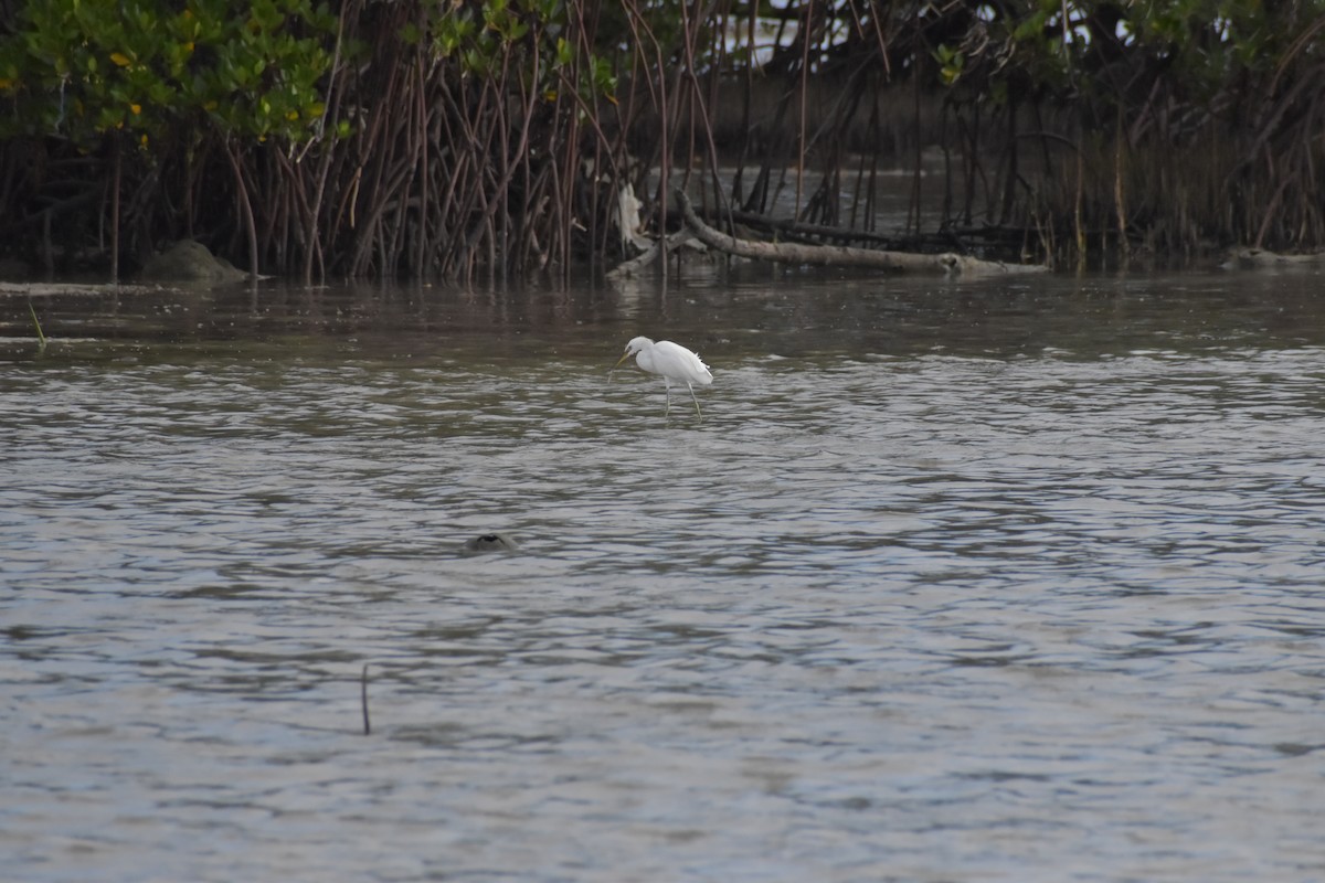 Chinese Egret - ML642720054