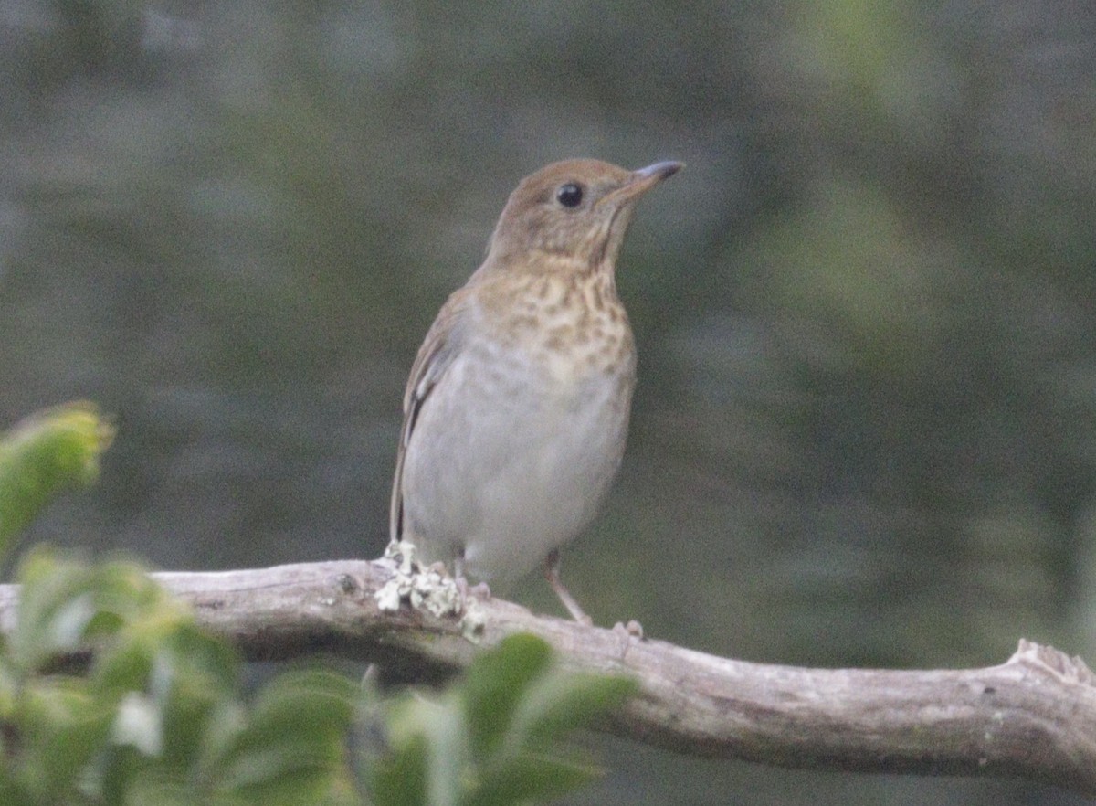 Veery - ML642720055