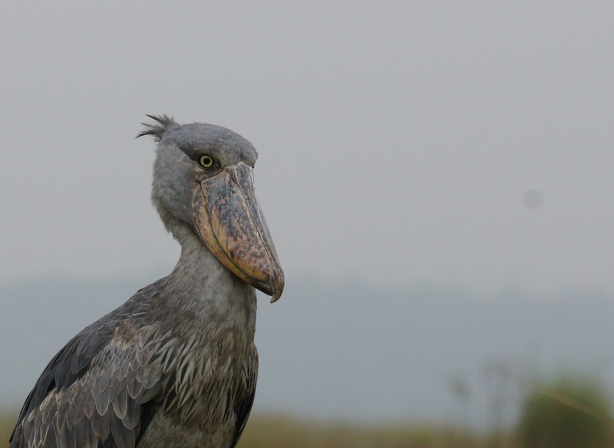 Shoebill - ML642720056