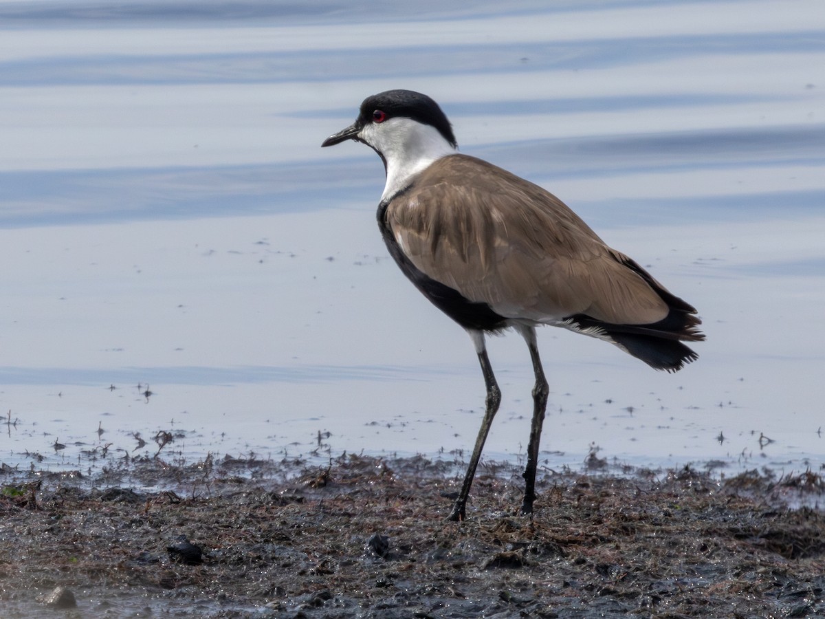 Spur-winged Lapwing - ML642720066