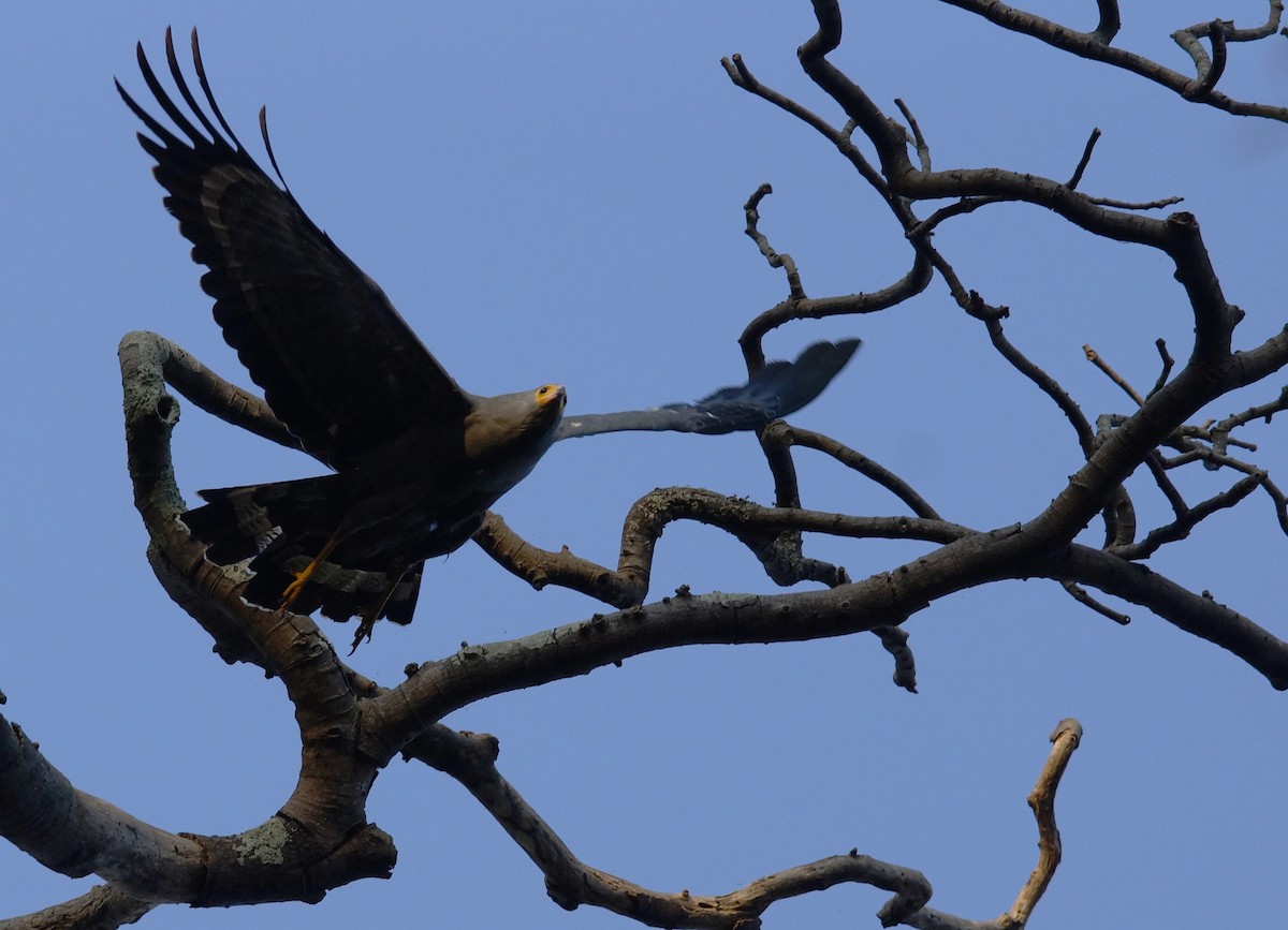 African Harrier-Hawk - ML642720072