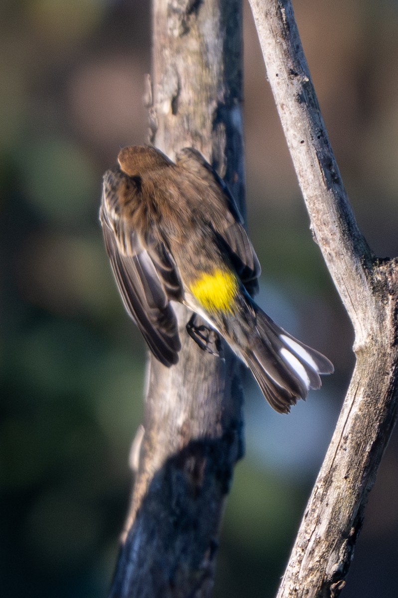 Yellow-rumped Warbler - ML642720075