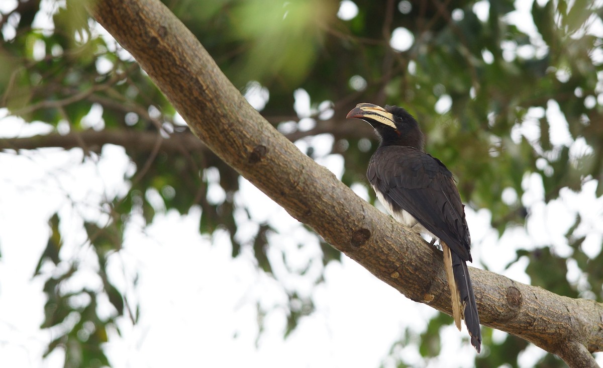 Congo Pied Hornbill - ML642720083