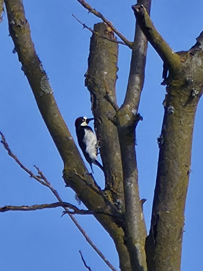 Acorn Woodpecker - ML642720085