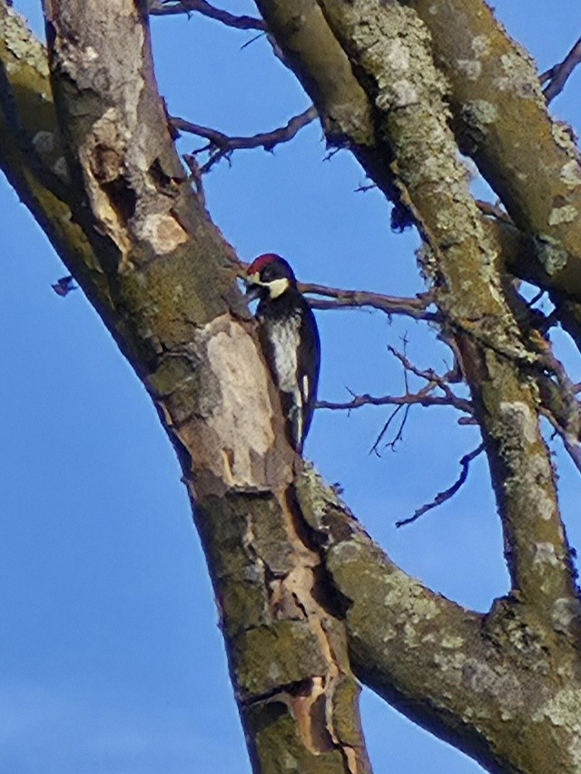 Acorn Woodpecker - ML642720086