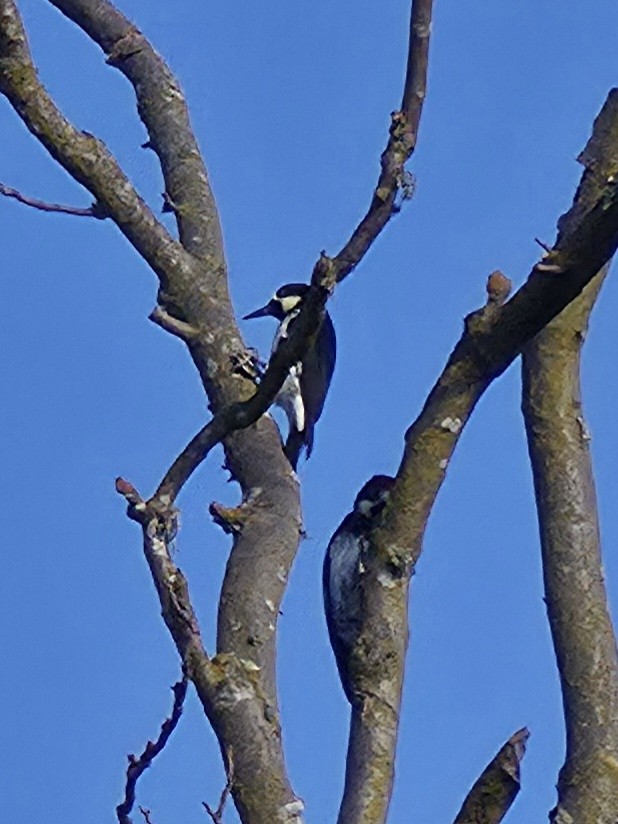 Acorn Woodpecker - ML642720087