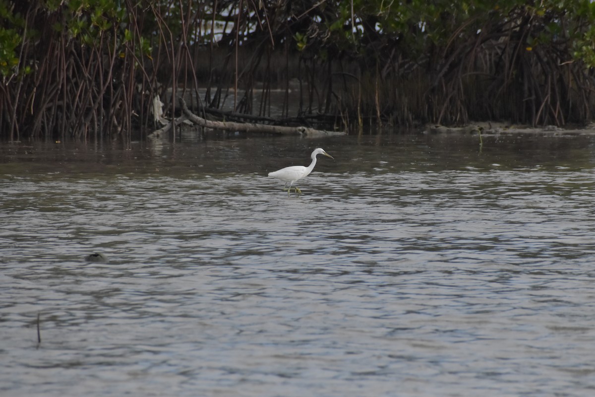 Chinese Egret - ML642720089