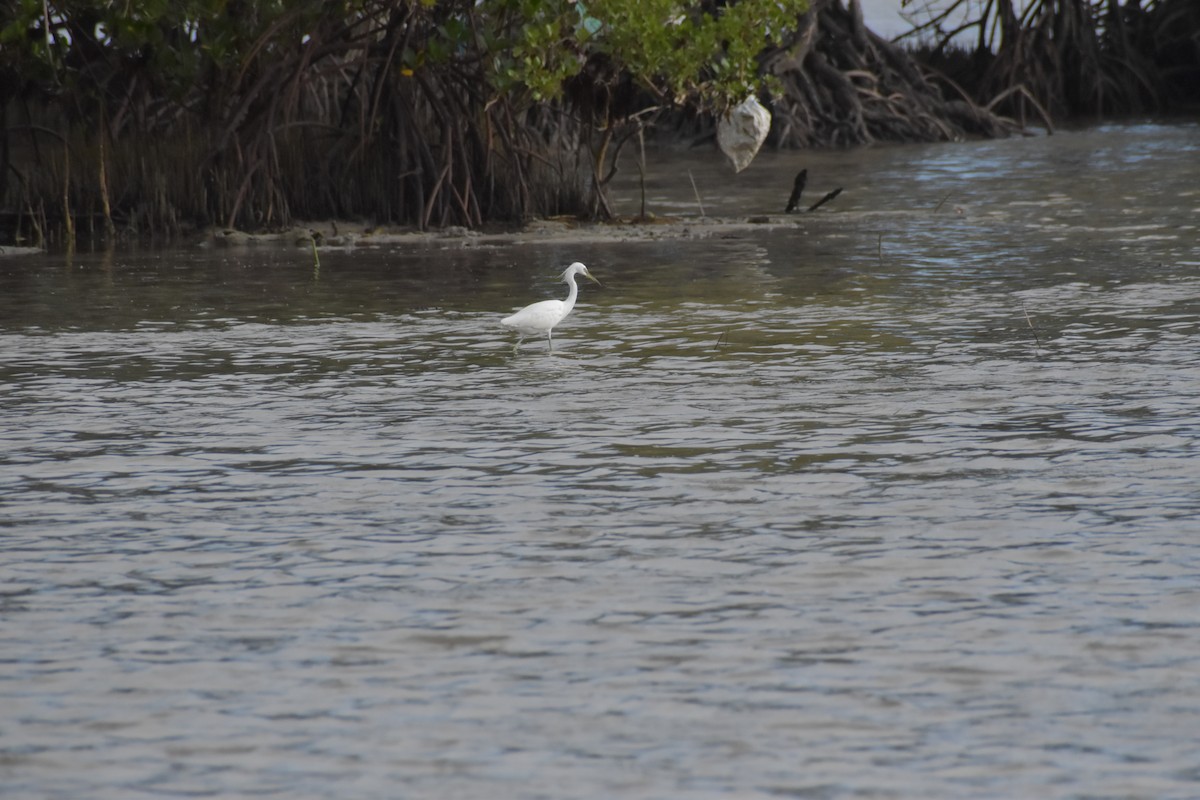 Chinese Egret - ML642720090