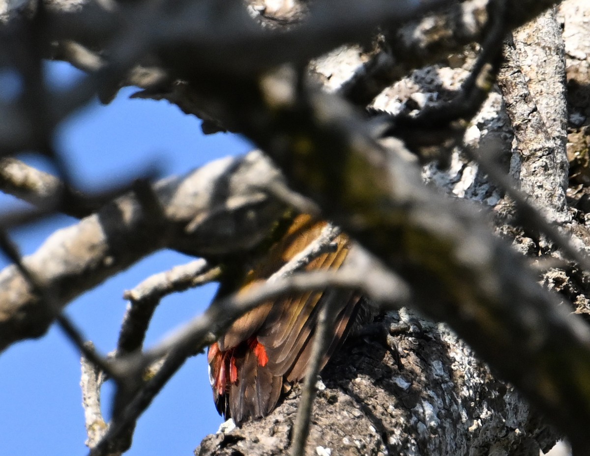 Red-rumped Woodpecker - ML642720091