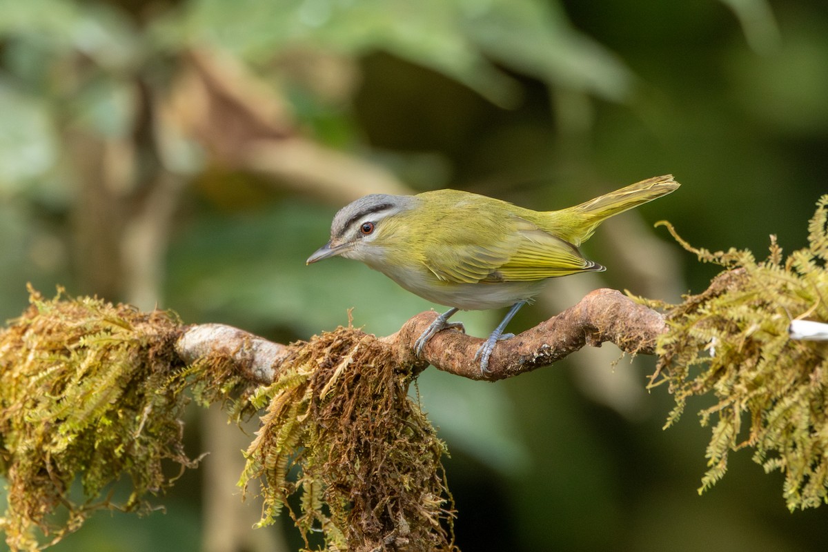 Chivi Vireo - ML642720100