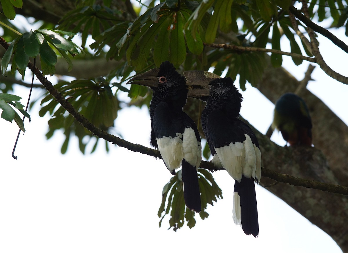 Black-and-white-casqued Hornbill - ML642720101