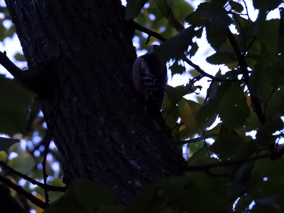 Middle Spotted Woodpecker - ML642720116