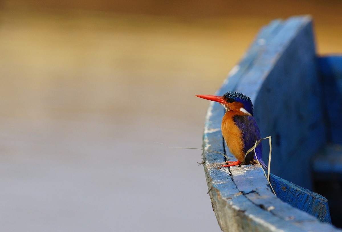 Malachite Kingfisher - ML642720118