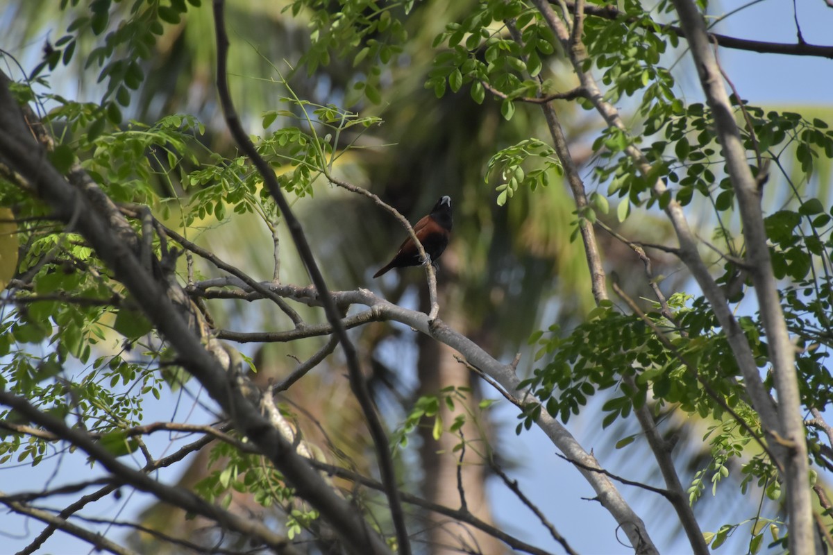 Chestnut Munia - ML642720135