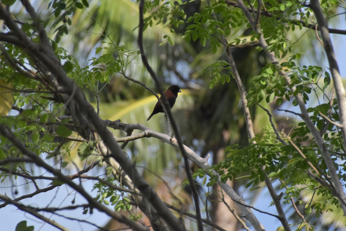 Chestnut Munia - ML642720136