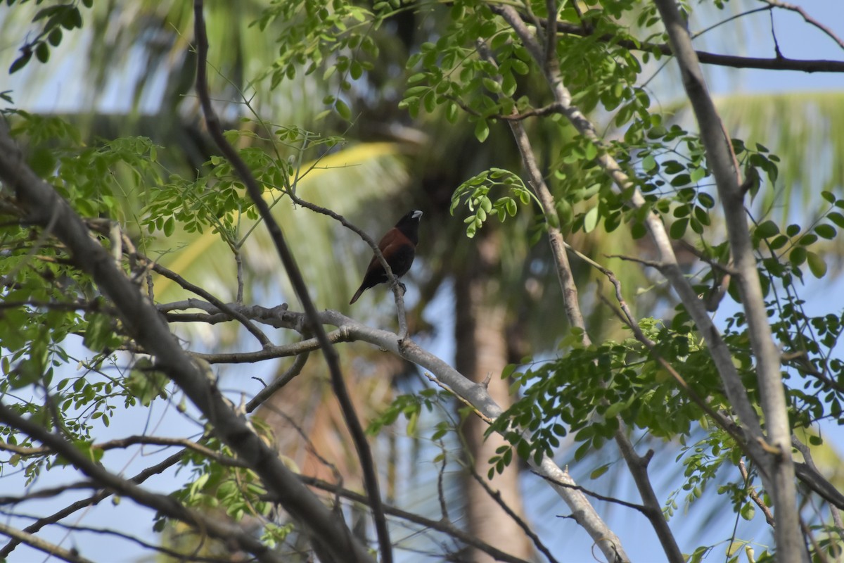Chestnut Munia - ML642720137