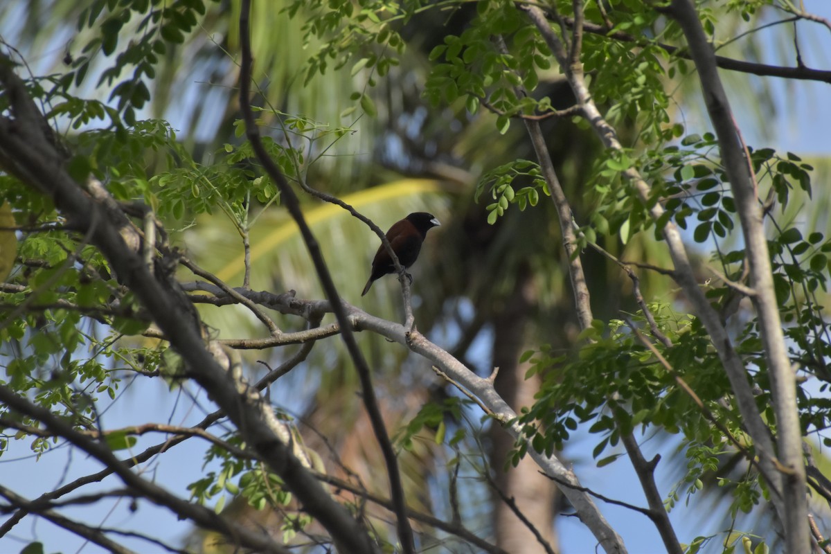 Chestnut Munia - ML642720138