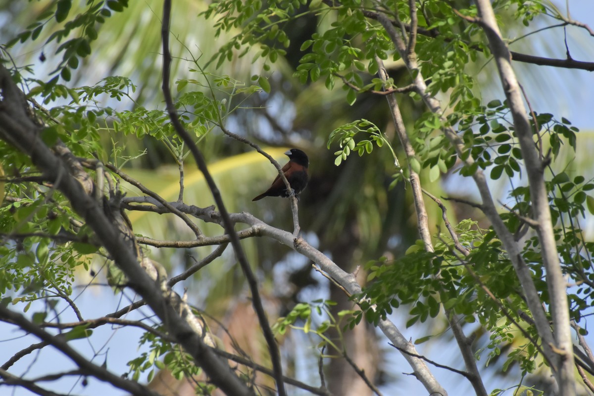 Chestnut Munia - ML642720139