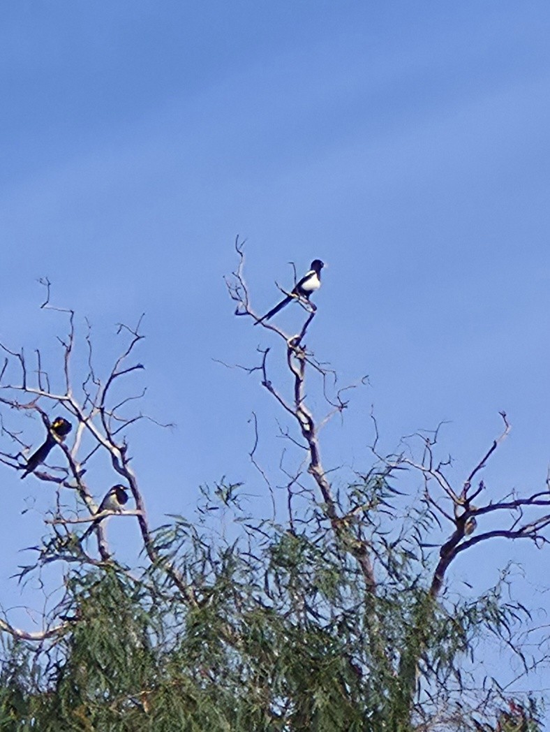 Yellow-billed Magpie - ML642720155