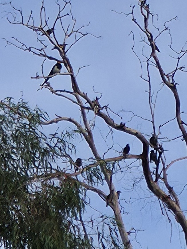 Yellow-billed Magpie - ML642720156