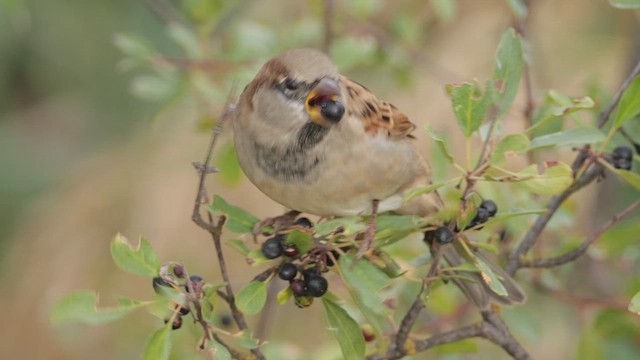 House Sparrow - ML642720161