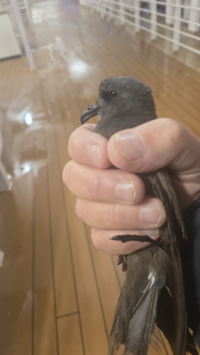 Leach's Storm-Petrel - ML642720192