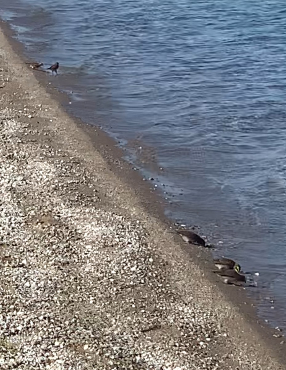 Horned Lark - Sara Busch