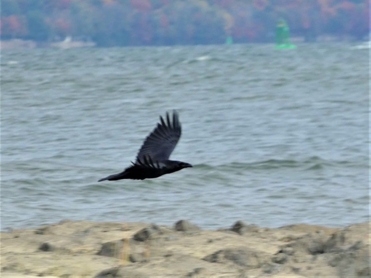 Common Raven - ML642720211