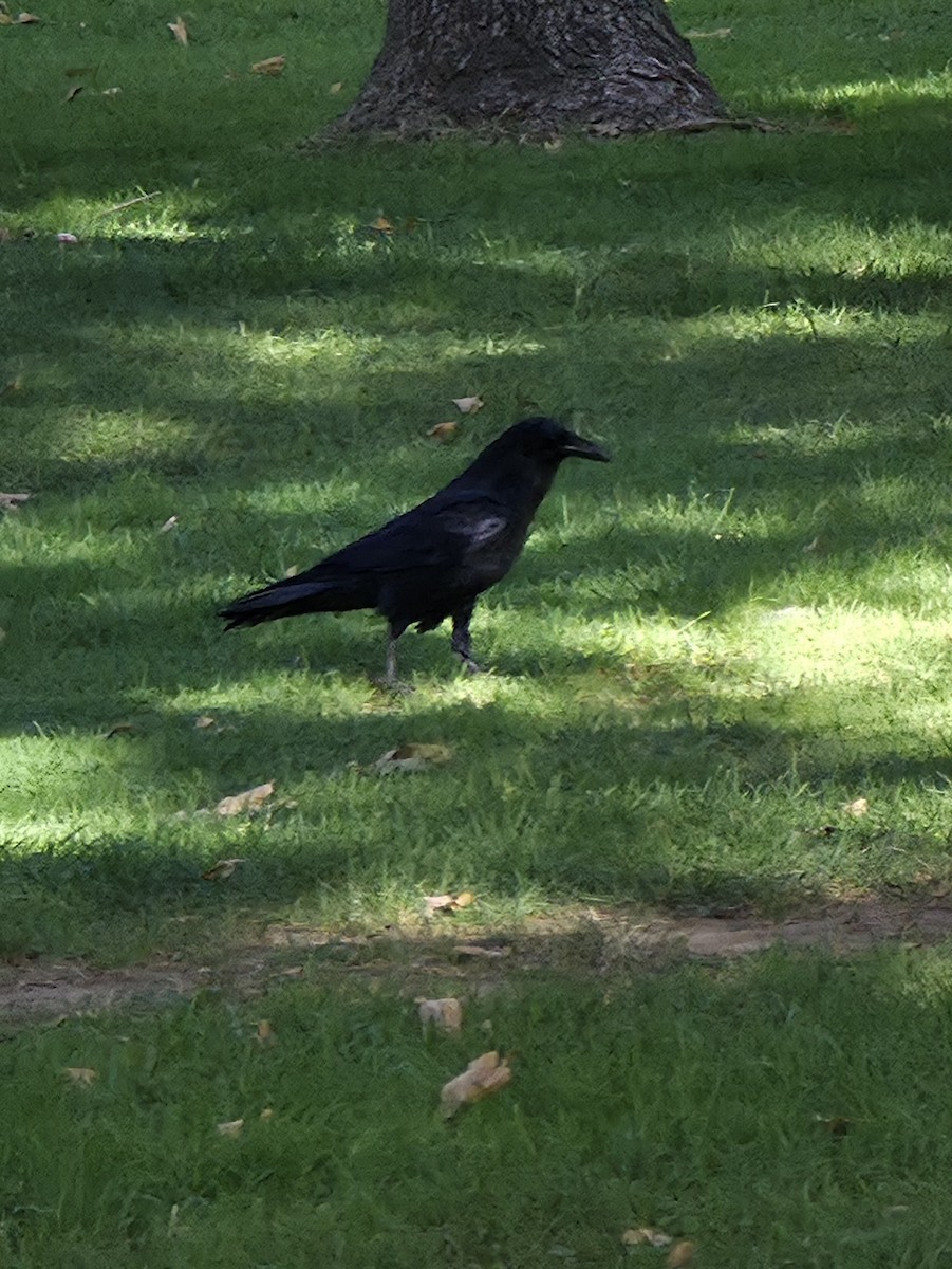 Common Raven - ML642720222
